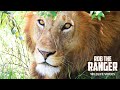 Lions Watching Vultures Clean Up Leftovers Maasai Mara Safari Zebra Plains