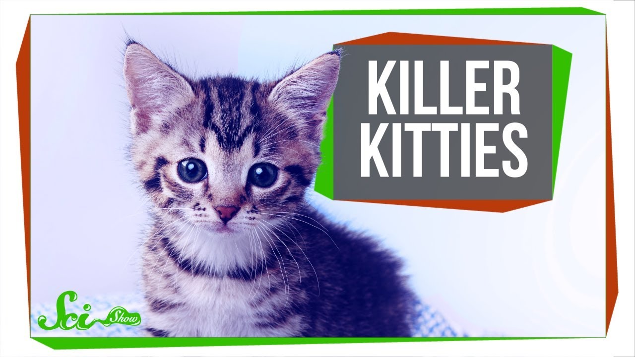 The Cat That (Maybe) Ate an Entire Species