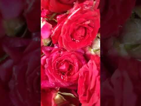 hoova roja hoova...hoova nanna jeeva