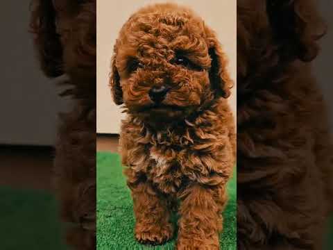 Perros Caniche Miniatura en venta