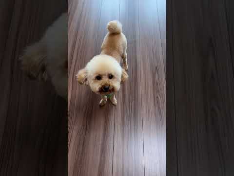 経営学科 トイプードル1歳　#toypoodle  #トイプードル