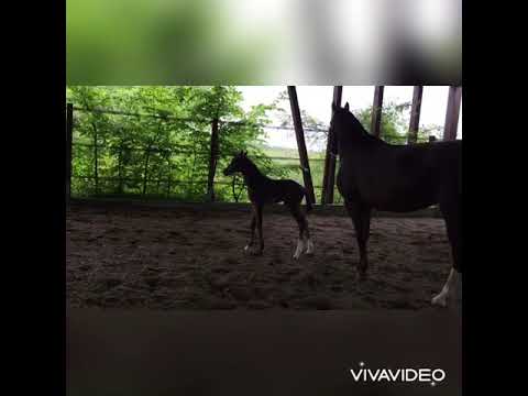 3 Tage alte Stute von Dark Dressed Man x Riccio x Beltoni x Florestan geb. 24.5.2021