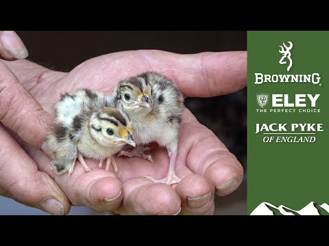 Gamekeeper's Diary: hatching and rearing gamebirds