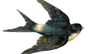 Download lagu TERAPI SUARA BURUNG WALET UNTUK KETENANGAN JIWA mp3 Download lagu TERAPI SUARA BURUNG WALET UNTUK KETENANGAN JIWA mp3