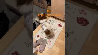 ペット初心者の私に、何かを訴えてくるパピヨン。どうしたら良いかわからなかったが、最後には分かりました（笑）