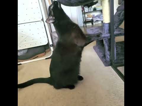 Blackbean & Clarence Garlow