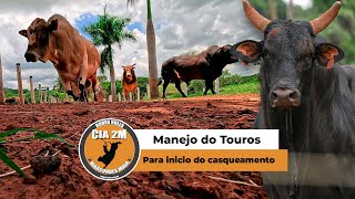 CASQUEAMENTO DOS GIGANTES DE 4 PATAS DA CIA 2M MARCONDES MAIA - TOUROS DE RODEIO