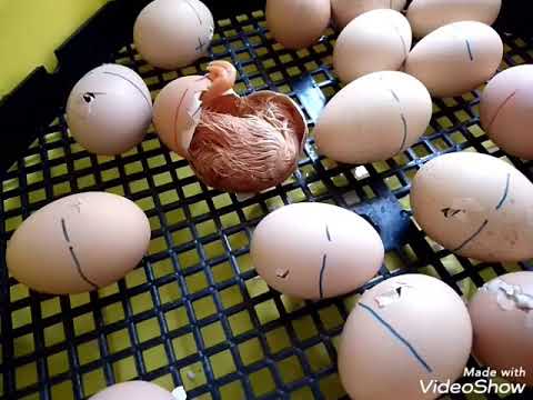 Hogyan kell tojásokat keltetni