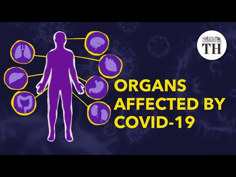 Which organs does COVID-19 affect the most?