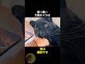 クロヒョウはデカい黒猫ちゃんです..🐈‍⬛ #動物 #雑学 #豆知識 #黒豹 #かわいい