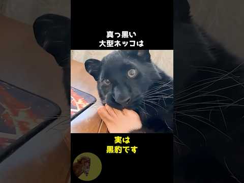 クロヒョウはデカい黒猫ちゃんです..🐈‍⬛ #動物 #雑学 #豆知識 #黒豹 #かわいい