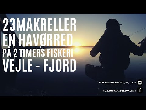 Makrelfiskeri i Vejle Fjord og Vejle Havn