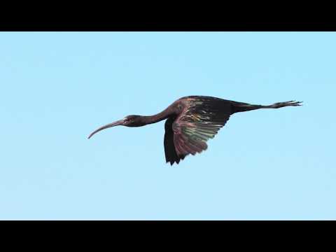 Free System Projekt & Dave Brewer - Ibis Flight