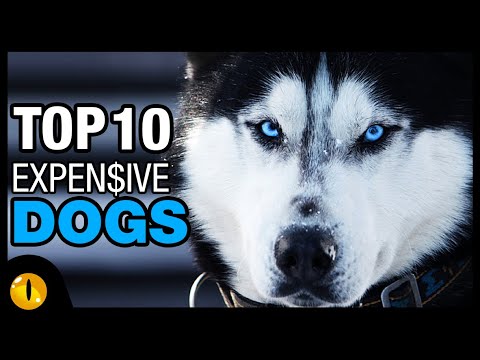 TOP 10 MOST EXPENSIVE DOG BREEDS