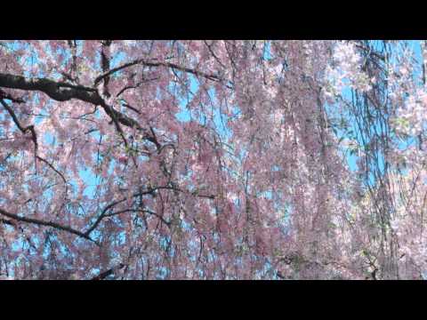 Isadora ~ Paul Mauriat (HQ Audio)