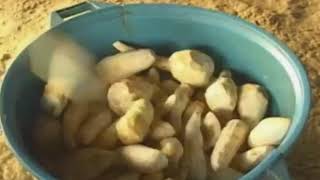 Video 3   Cariban Pemon