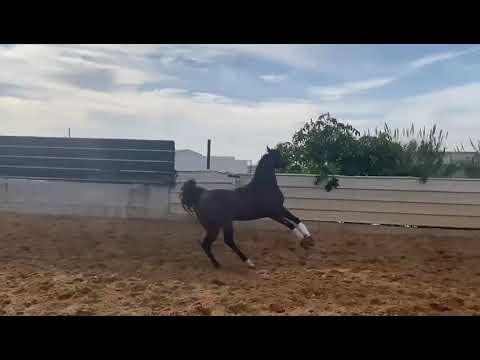 VIVALDI REGALIS. RFI FARID & Natisse Regalis BY #WH_Justice