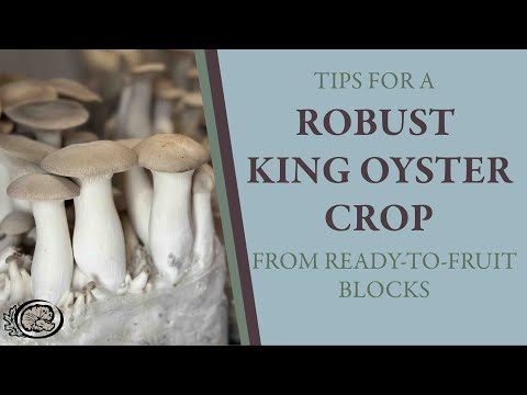Tips for a Robust, Uniform King Oyster Crop from Ready-to-fruit Blocks