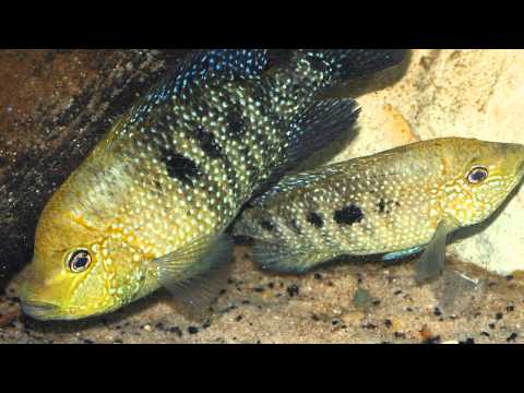 Herichthys minckleyi a Rio Los Mezquites - Messico