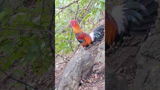 Download lagu gà rừng gáy hay.qaib qus qua zoo mp3 Download lagu gà rừng gáy hay.qaib qus qua zoo mp3