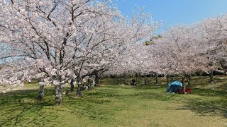 石ケ谷公園　桜