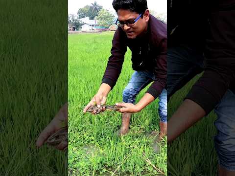 Caught it Finally #shorts