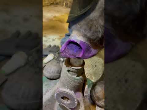 White line disease treatment and hoof cast.