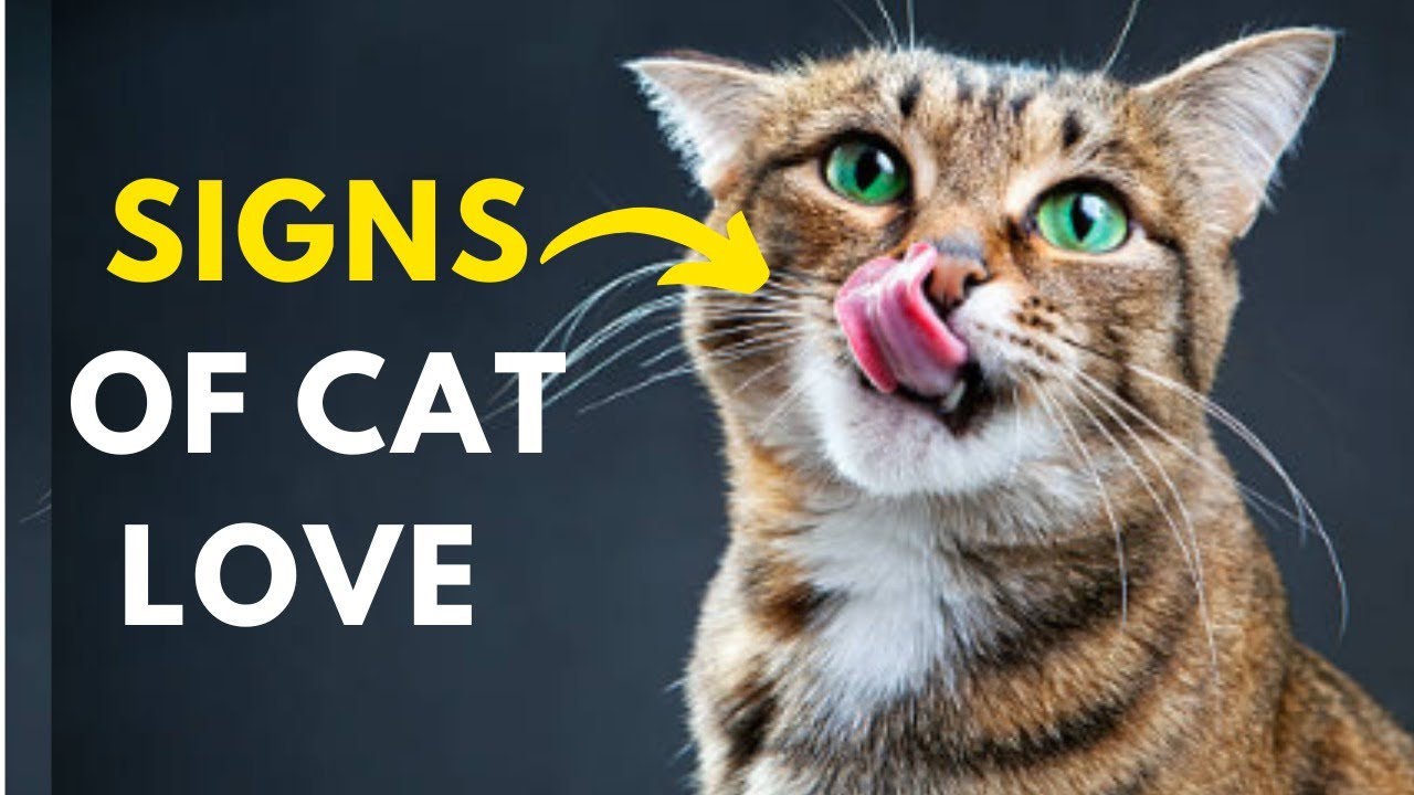 30 Hidden Things Cats Do When They Love You - Signs Of Love