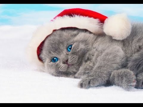 Смешная видео подборка про котят