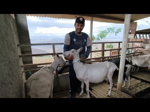 LINDA CRIAÇÃO DE CABRAS DO AMIGO EDNALDO AROEIRAS PARAÍBA 