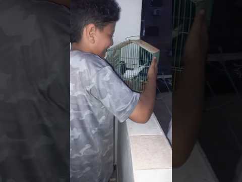 الحمامه مش عايزه تمشي😄🤣@R_H_R_