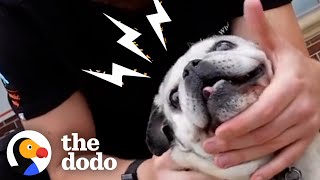 Chiropractor Works On Wild Lion | The Dodo Heroes by The Dodo