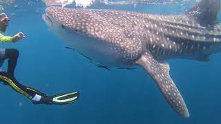 preview picture of video 'จอยทัวร์ดำน้ำ 0878813382 ฉลามวาฬเกาะร้านไก่'