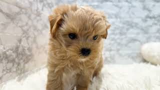 ハーフ犬の動画01