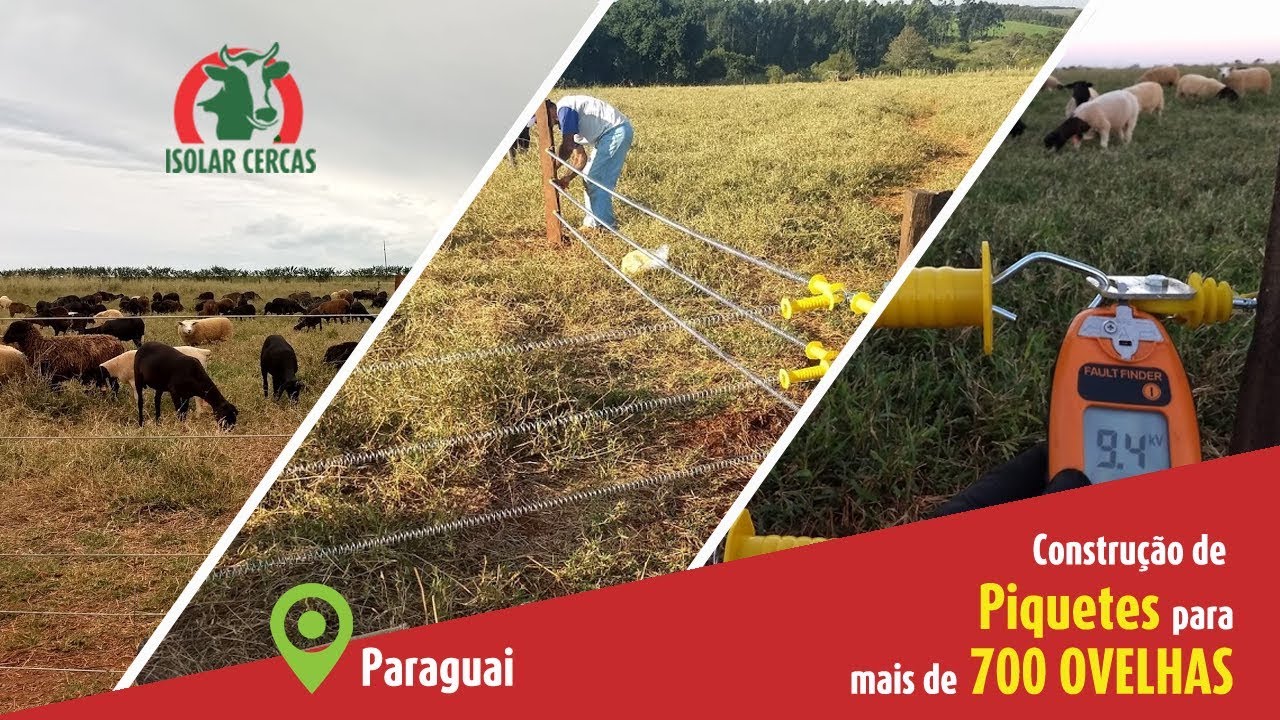 Ovinos no pasto contidos com cerca elétrica - Paraguay- Consultoria e Entrevista com produtor