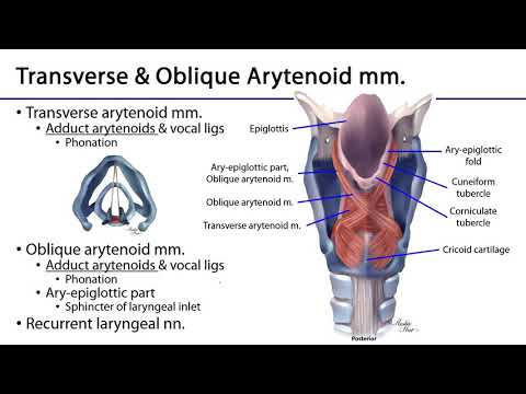 Larynx, Pharynx and CST LO 8 - Intrinsic Laryngeal Muscles