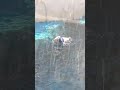 Sea Otter At The Detroit Zoo