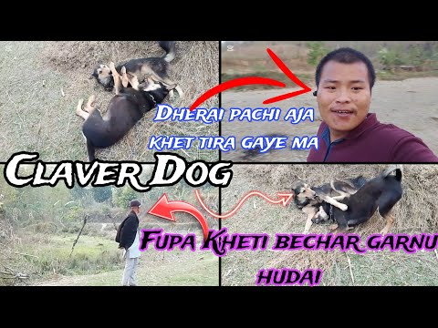 Charlie Linu Jada Aja Ramailo Lago || Jindagi Yasri Nai Bitdai Cha Keta Ho 🤘