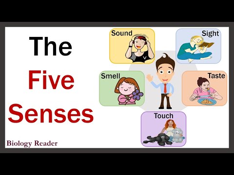 What are the Five Senses of the Human Body? Video, Sight, Hearing, Touch, Smell & Taste - Biology Reader