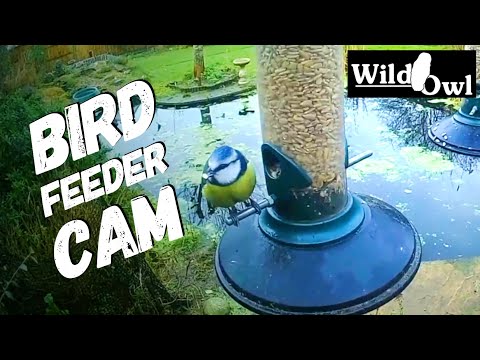 Bird Feeder Cam (2016)