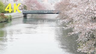 4K 2020 Japan Cherry Blossoms Tokyo Fukagawa 門前仲町 さくら