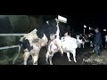Mating Cows It S Just A Shock Animal World