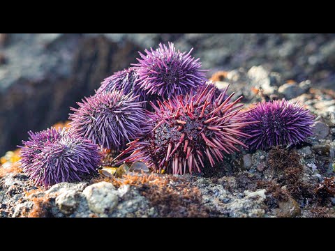NEW UNI(Sea Urchin) RECIPE!! Coastal Foraging Catch and Cook