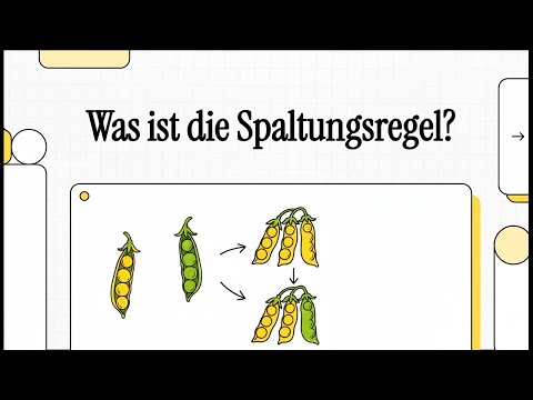 Spaltungsregel (Zweite Mendelsche Regel) | EINFACH ERKLÄRT