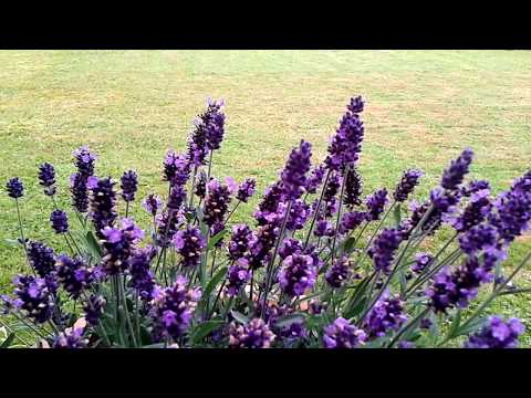 prosty sposób na dobry nastrój - 3 razy dziękuje - poranek i wieczór