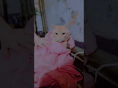 mere pyaare babbi ko need aaaye tab ayse karte hai😸😸😸