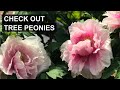 Love Peonies? Why You Should Consider Tree Peonies! 🌸