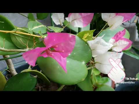 2019-12-28-182708474.mp4