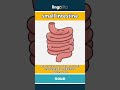 small intestine - the long, squiggly tube in... video thumbnail