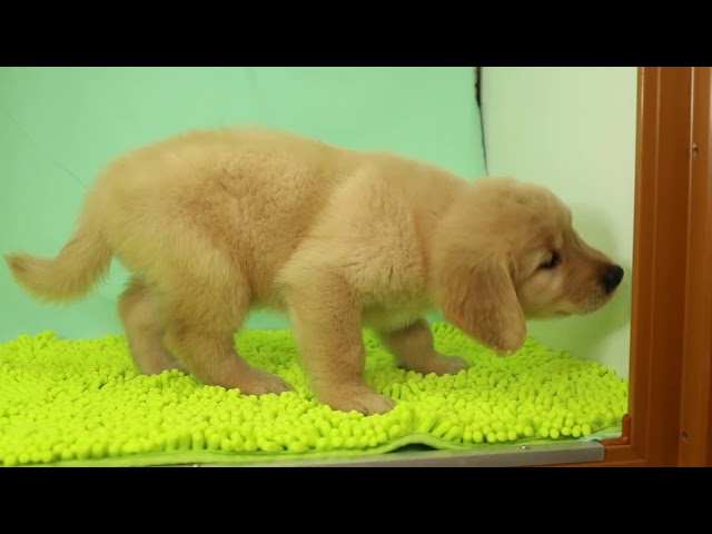 ブリーダー/ショップマロニエケンネル　MARRONNIER KENNELのゴールデン・レトリーバーで番号が2524です